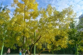 Школа-лицей № 35 им. Назира Торекулова, High school, Lyceum, 7-13 years old, 13-18 years old