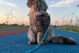Отдел физической культуры и спорта, Спортивный ком, Гимнастика, Спортивная гимнастика